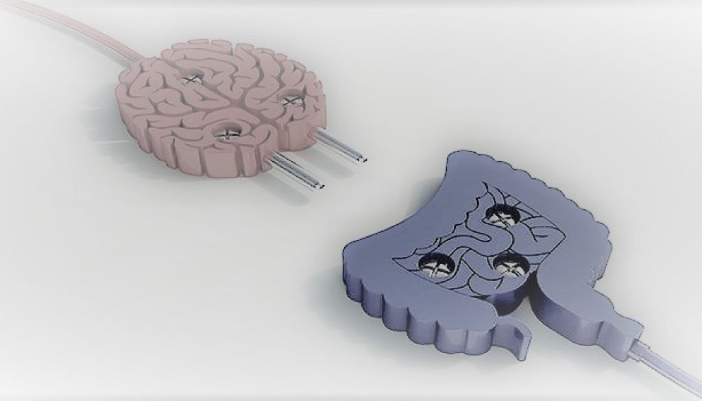 El segundo cerebro que no es exactamente”nuestro”